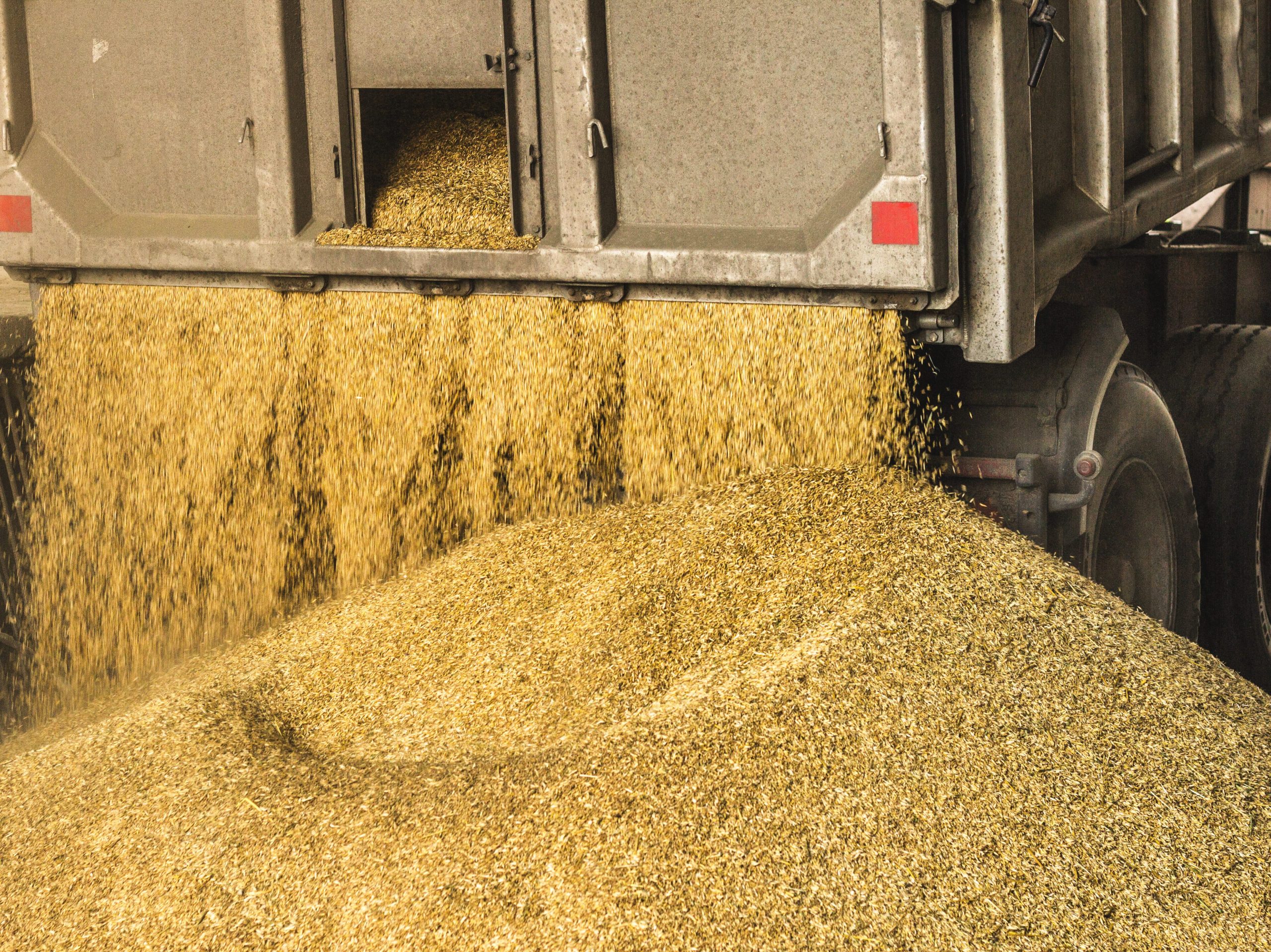 This photo shows feedstuffs being released from a large truck. 