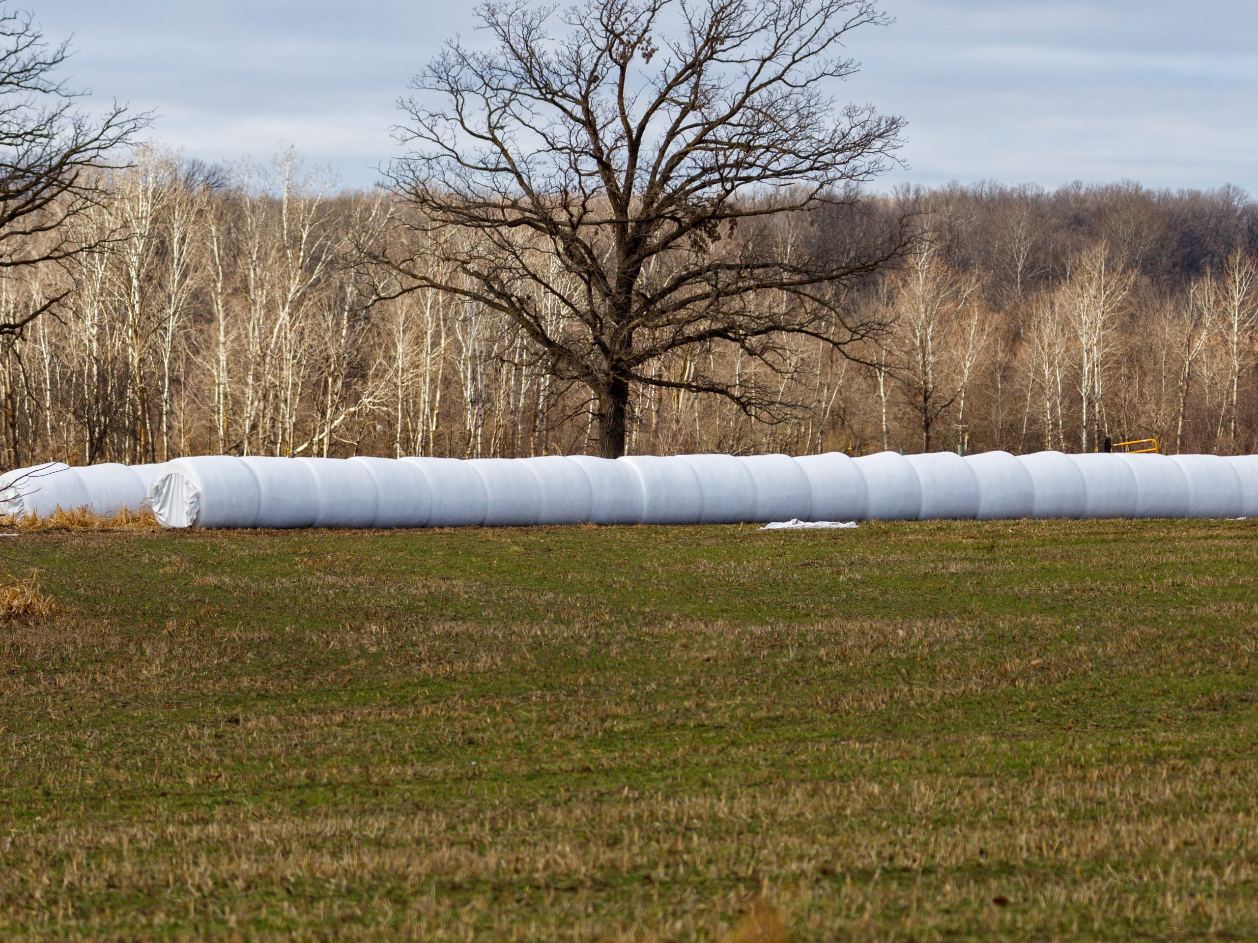 This photo shows hay bales wrapped and ready for transport. 